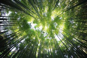 Amélioration de l&rsquo;habitat : quels travaux entreprendre pour améliorer la qualité de l&rsquo;air intérieur ?