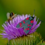 Les pollinisateurs du jardin : identifier et attirer les abeilles et papillons
