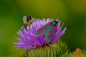 Les pollinisateurs du jardin : identifier et attirer les abeilles et papillons
