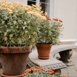 Échelles pour le jardinage : atteignez de nouvelles hauteurs dans votre Jardin