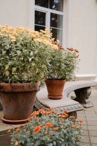 Échelles pour le jardinage : atteignez de nouvelles hauteurs dans votre Jardin