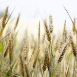Suivre le cours du blé est essentiel pour de nombreuses raisons